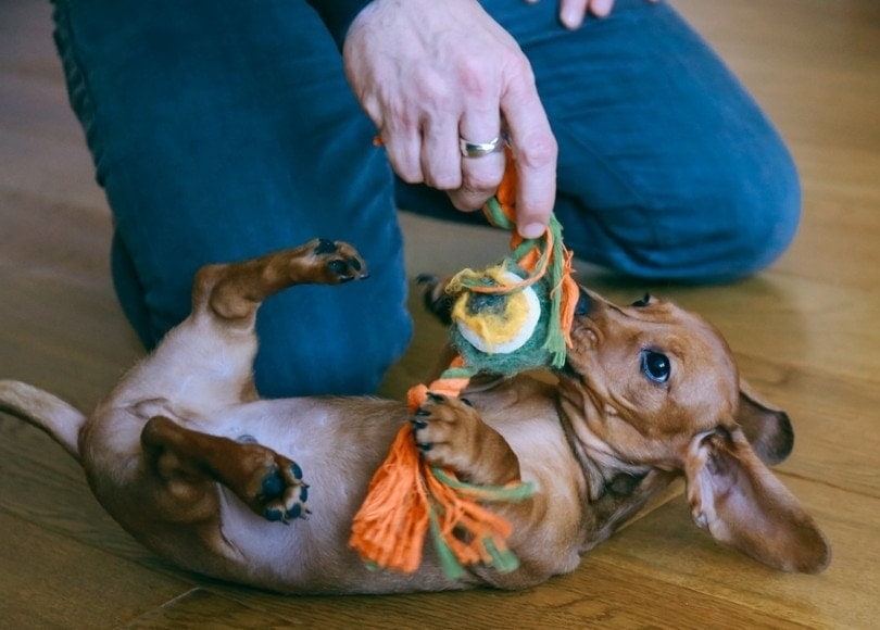 owner using dog toy to play with his pet