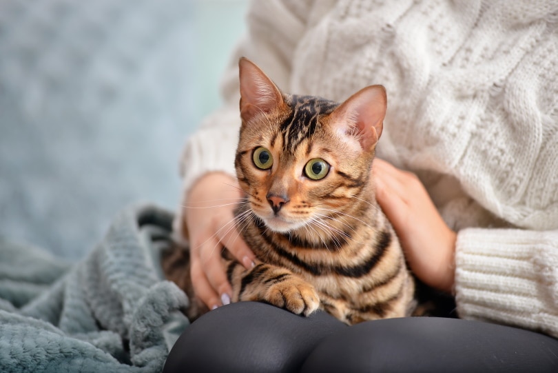 Do Cats Like Blankets? Vet-Reviewed Feline Behavior Explanation & Safety  Tips - Catster