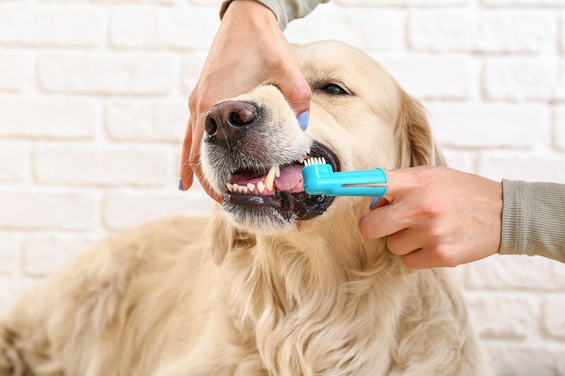 owner_brushing_teeth_of_cute_labrador_dog_at_home