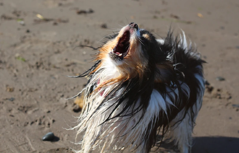 papillon dog howling or barking at the beach