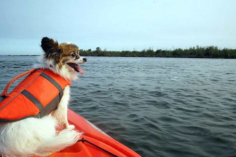 8 Best Kayaks For Dogs in 2024 - Reviews & Top Picks – Dogster