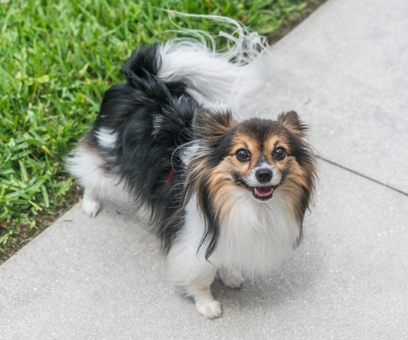 papillon dog standing on a pathway
