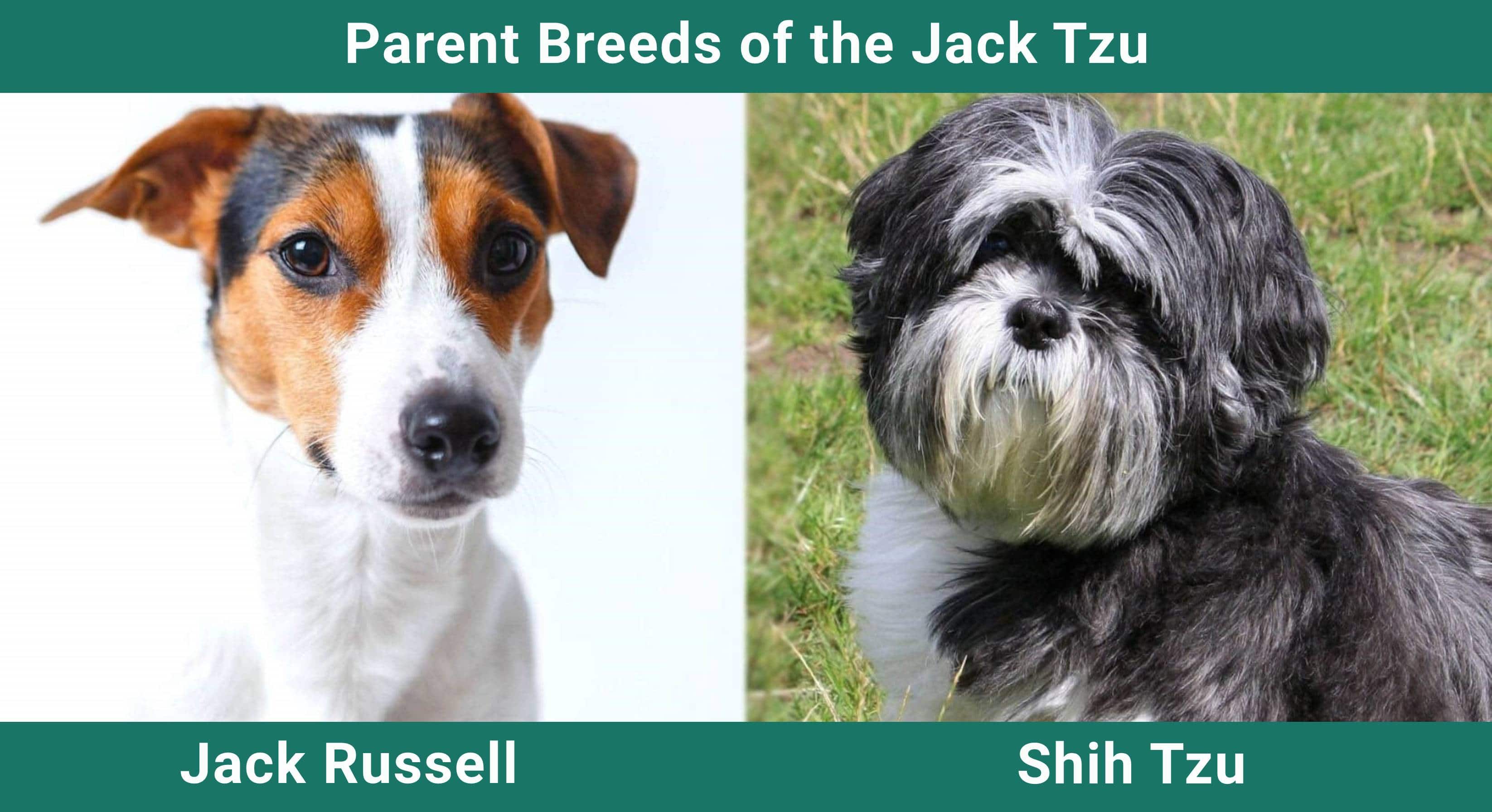 Jack Tzu - Jack Russell Terrier and Shih Tzu Mix