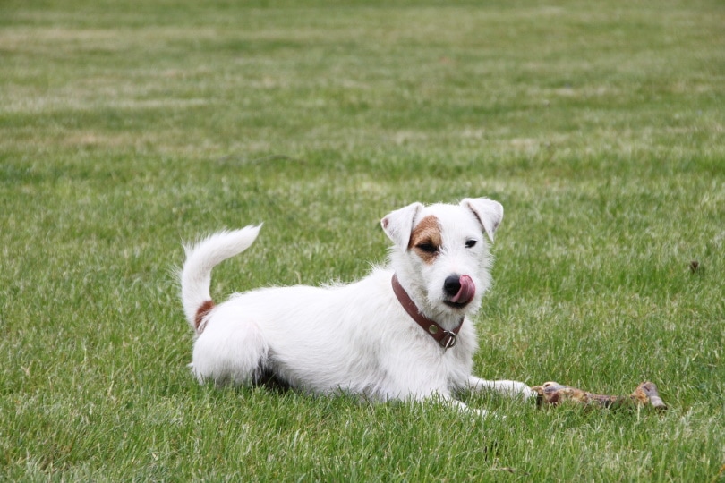 parson-russell-terrier on grass with bone