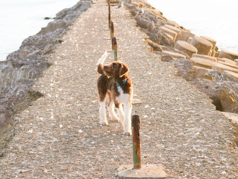 parti labradoodle on jetty