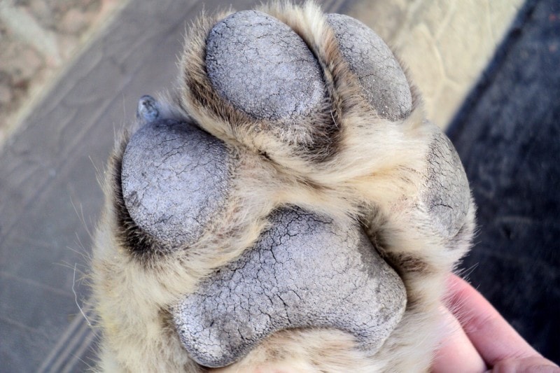 paw closeup dog breed Saint Bernard