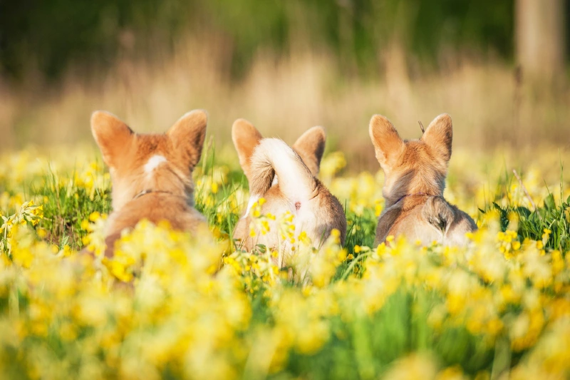pembroke and cardigan corgis in a field of flowers