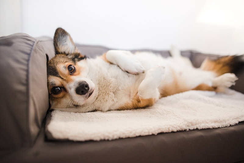pembroke corgi lying on the couch dog bed