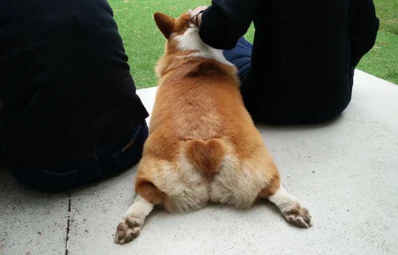 pembroke welsh corgi with heart-shaped trimmed tail