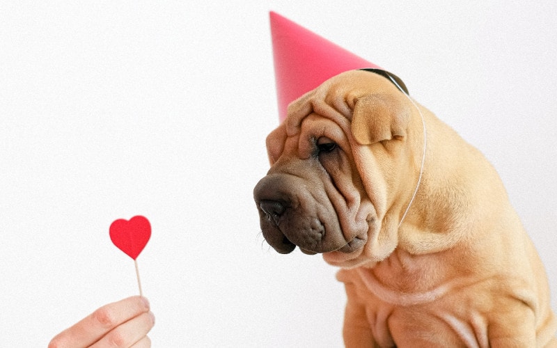 person giving valentine's day heart to dog wearing a party hat