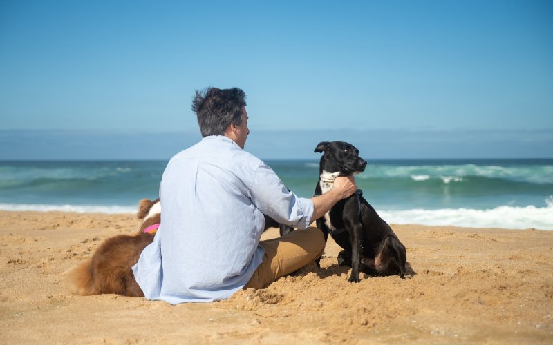 person sitting on the beach with their dogs