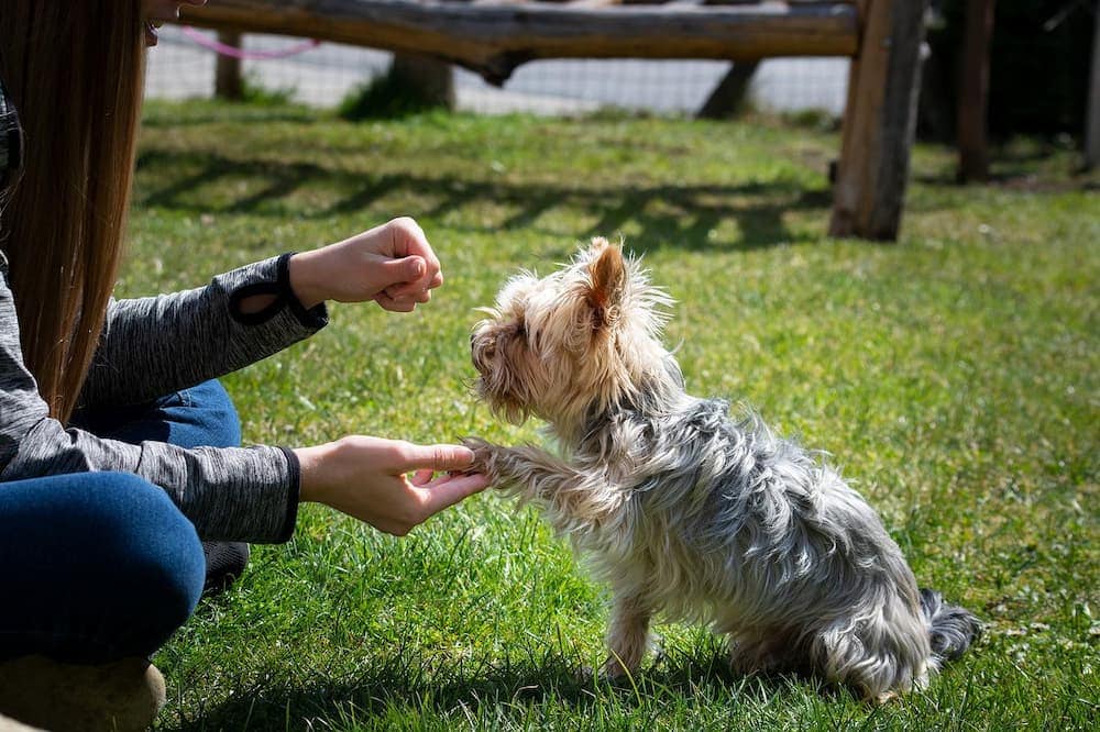 person training a small dog`