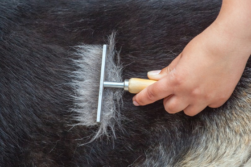 pet owner brushing his dog's fur