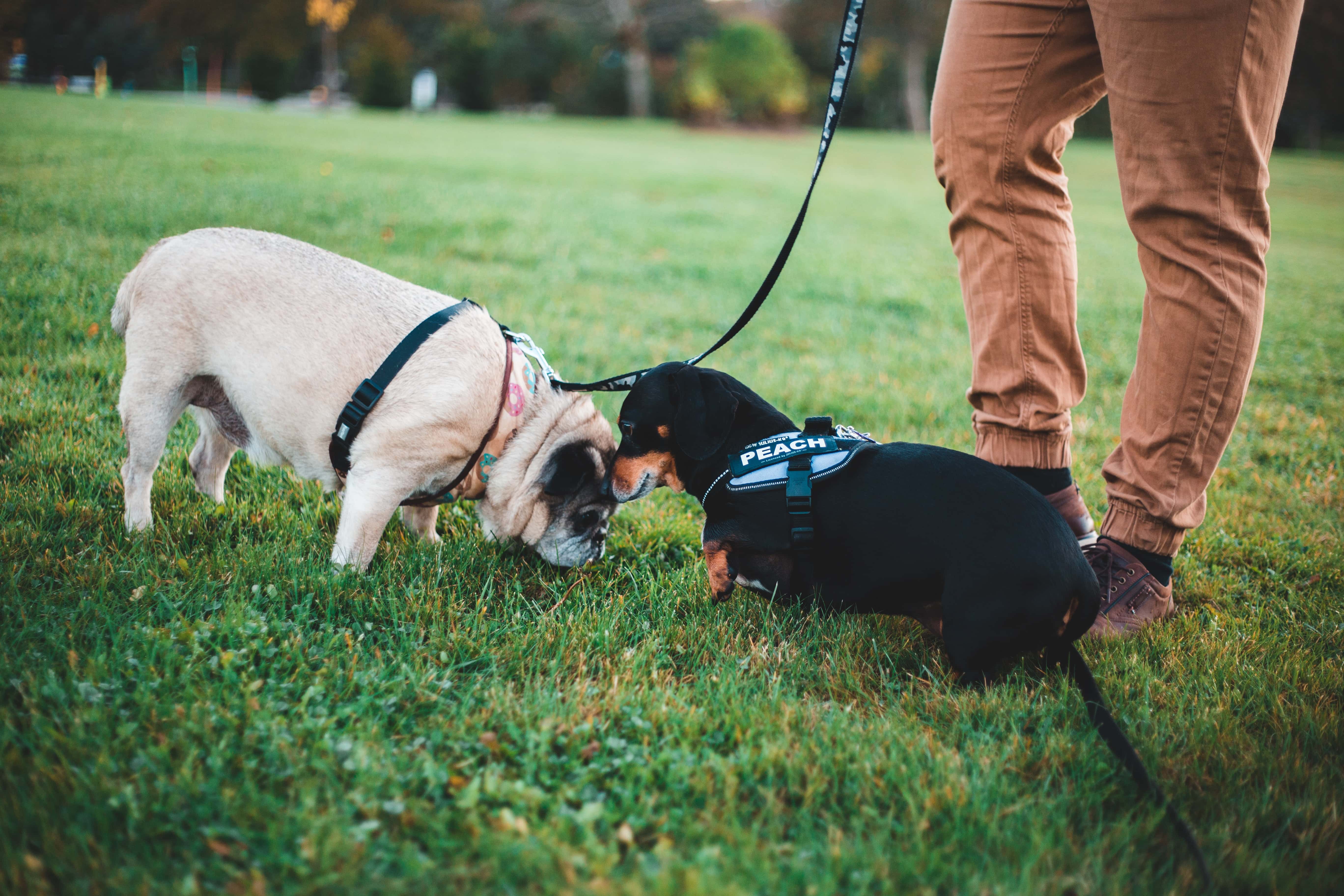 dachshund and pug wit harness
