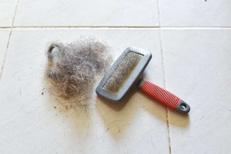 pile of pet hair on the floor after shedding