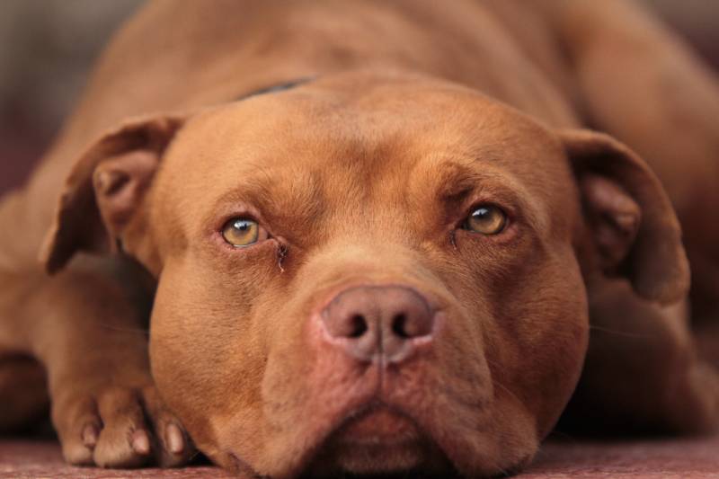 pit bull dog with red nose at rest