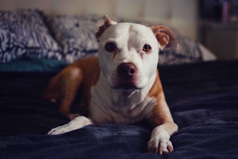 pit bull lying on the bed