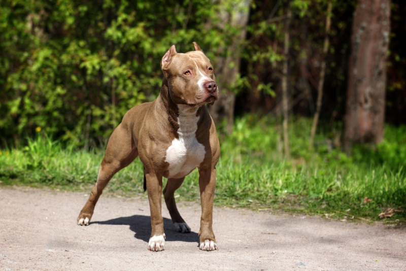 pit bull terrier dog standing on track at the park
