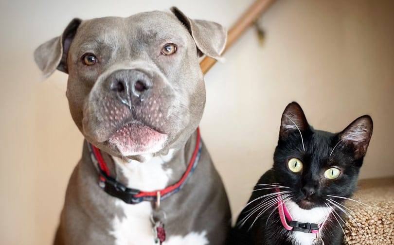 pitbull and cat