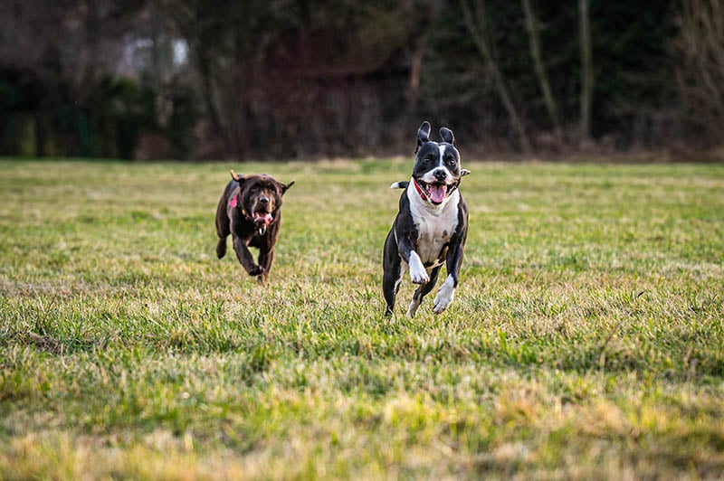 pitbull and labrador running together