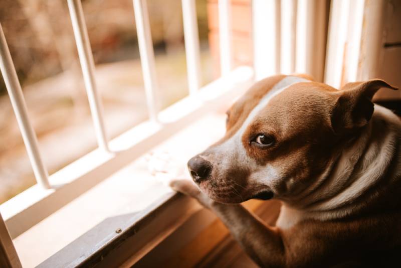 pitbull leaning on the window at home