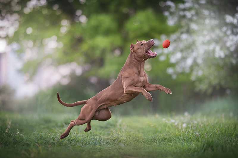 pitbull terrier jumping after an orange ball