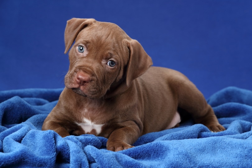 pitbull terrier puppy_Ivanova N_Shutterstock