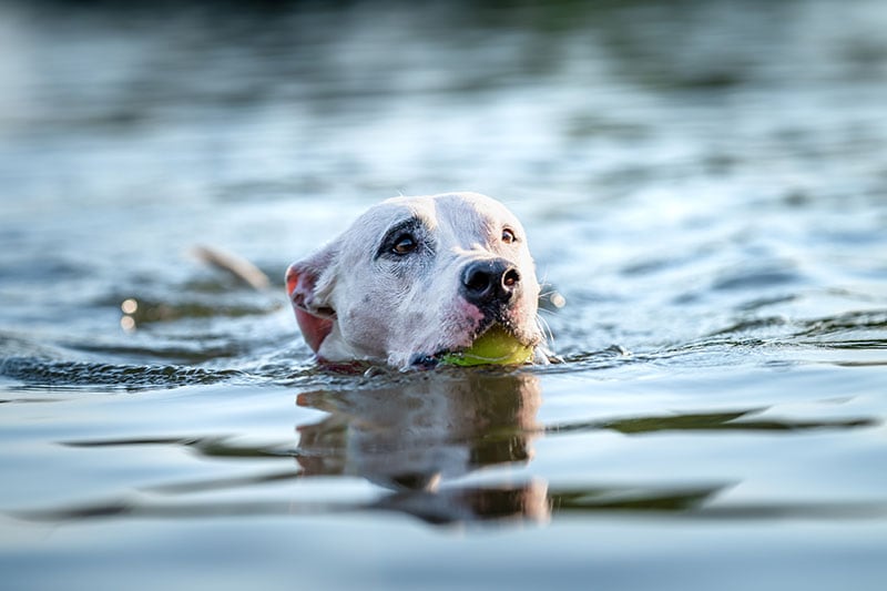 pitbull terrier swims and plays in the water in the lake