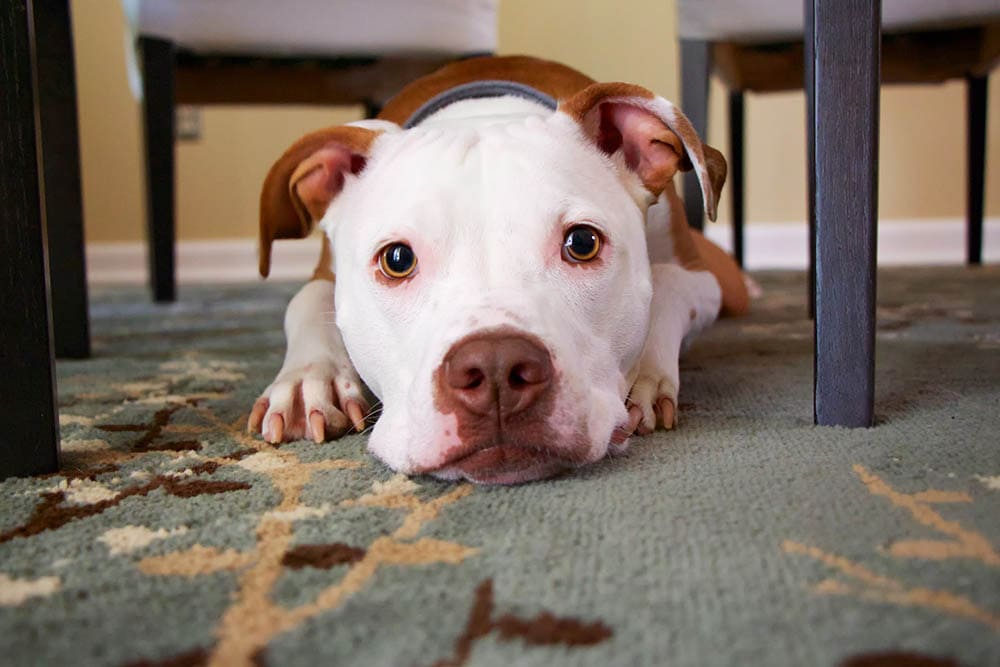 pitbull under the table