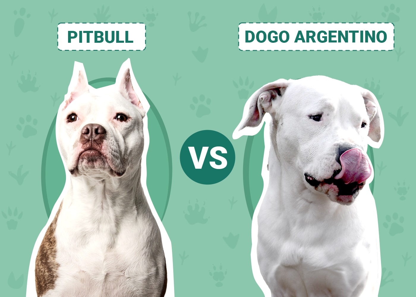 Dogo Argentino Adoption: Dogo Argentino Puppies for Sale and Adoption 