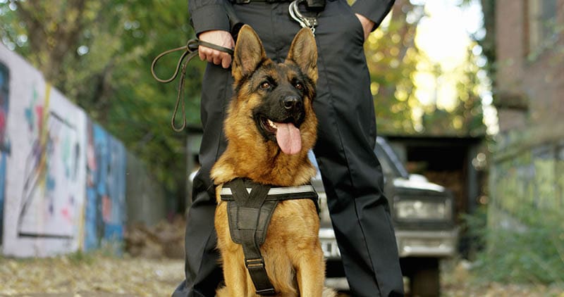 police officer with his german shepherd