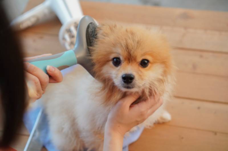 pomeranian dog being brushed by a woman