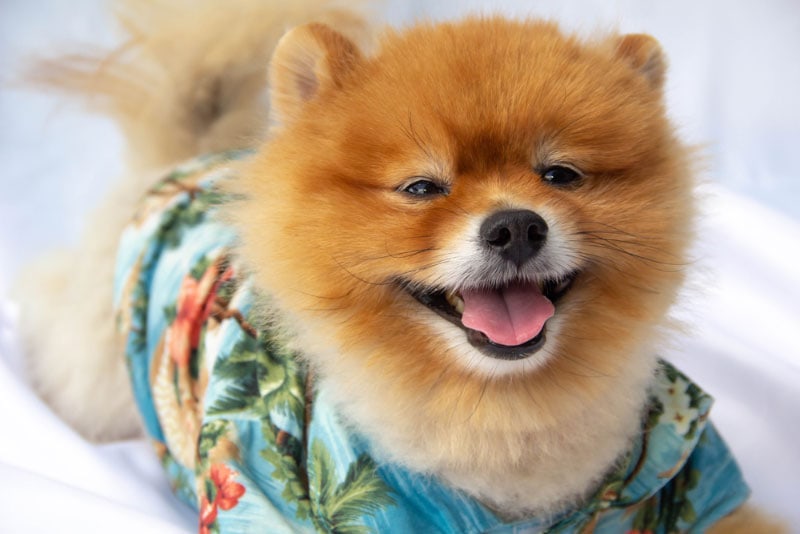 pomeranian dog in a hawaiian shirt
