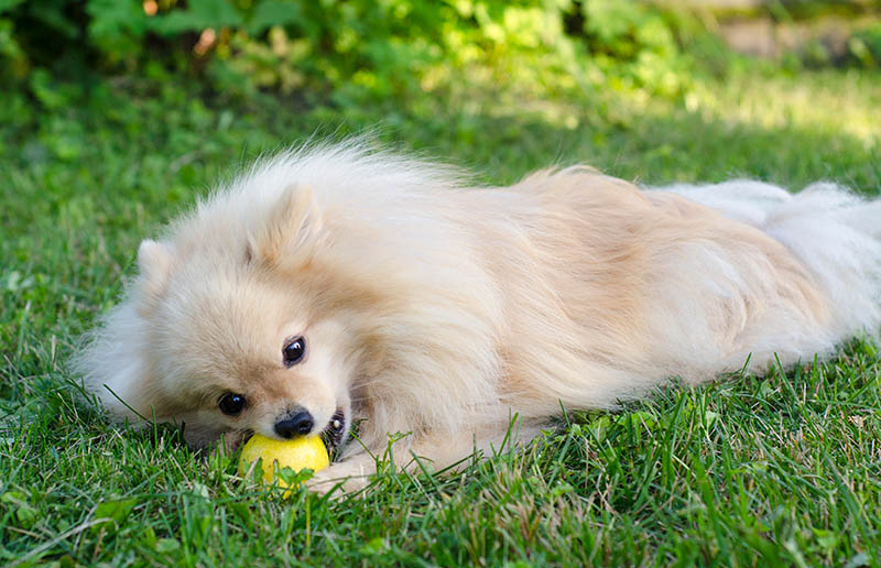 pomeranian dog lying on the grass eating pear