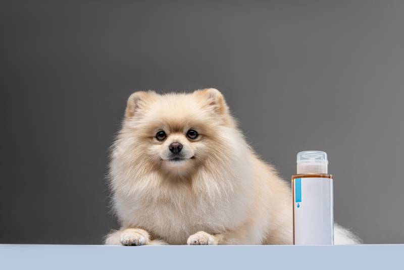pomeranian dog with grooming product on the side
