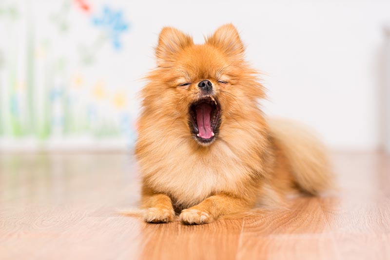 pomeranian on the floor yawning
