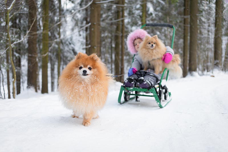 pomeranian pulling a child in sled on snowy road
