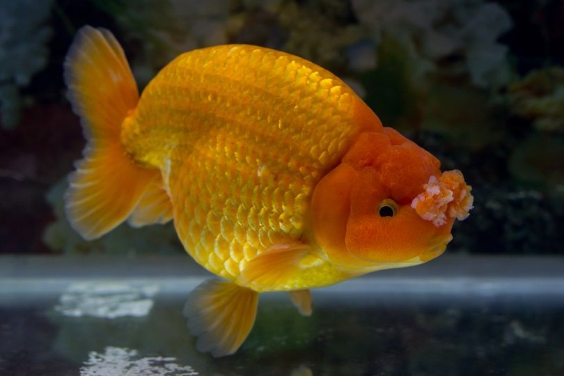 pompoms goldfish