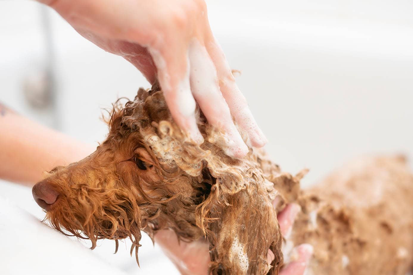A person applying dog shampoo to a Poodle's coat