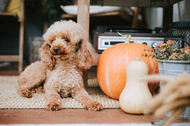 poodle dog sits on porch with pumpkins and dry grass in autumn