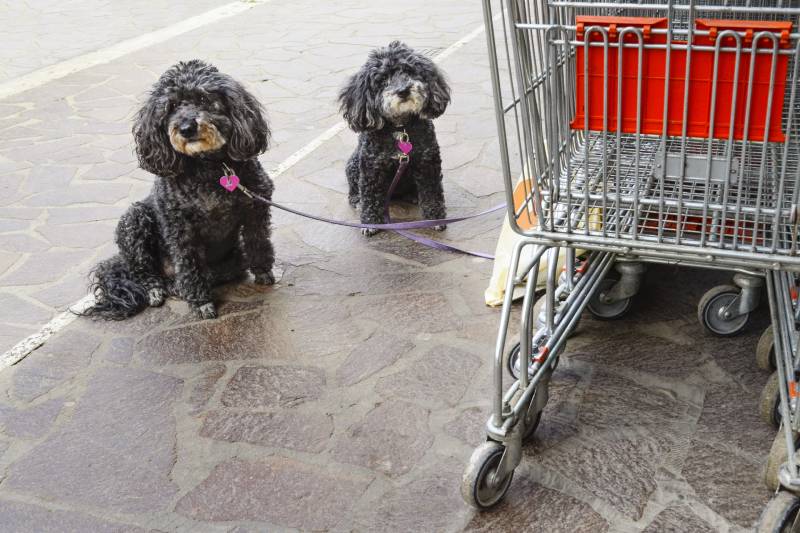 poodle dogs outside a supermarket