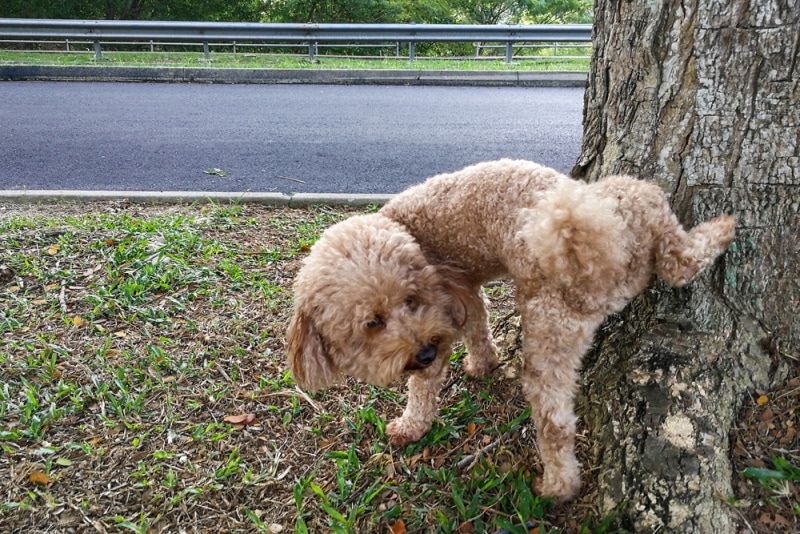 poodle pee in tree trunk