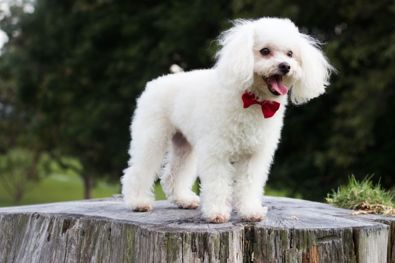 poodle puppy standing_Piqsels