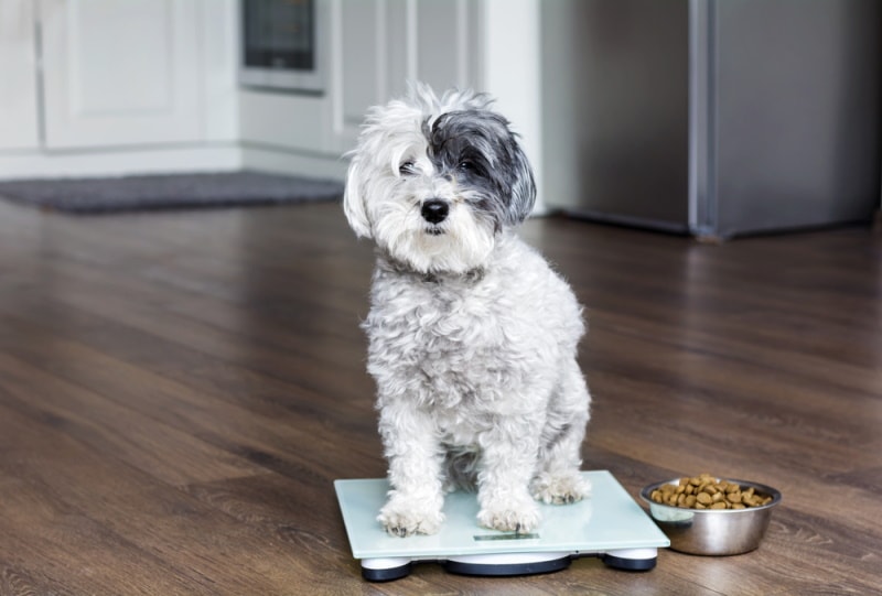 poodle sitting on weighing scale