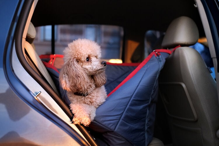 poodle-traveling-in-a-car-seat