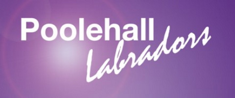 poolehall labrador logo