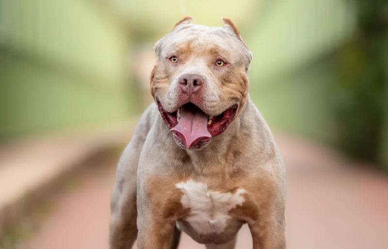 portrait image of an american bully xl dog outdoors