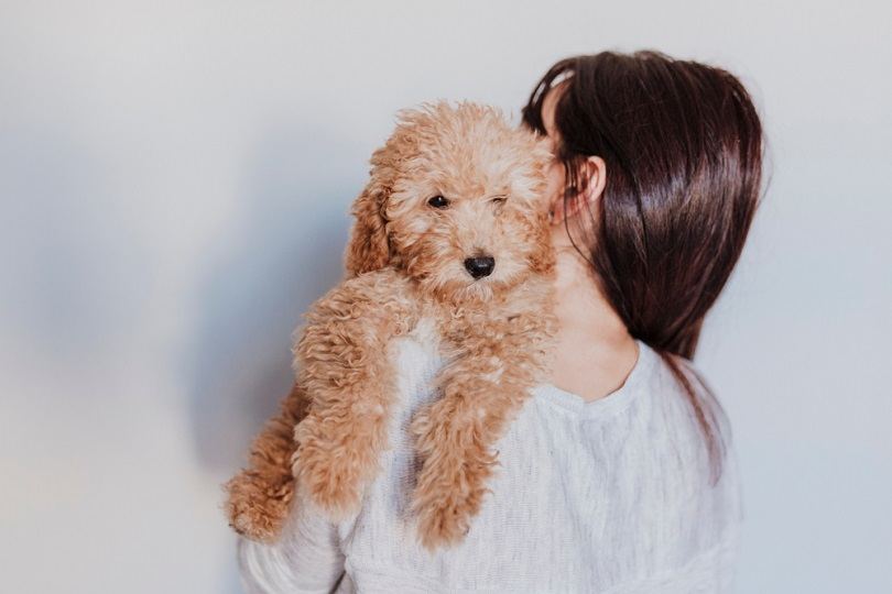 portrait of a Cute brown toy poodle with his young woman owner at home