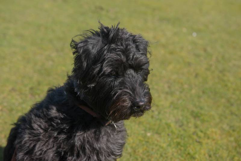 portrait of a black schnoodle dog