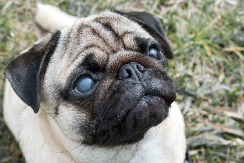portrait of a pug dog with a blind eye